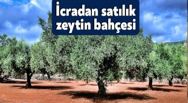 İznik Çakırca'da İcradan Satılık 4.861 m² Zeytin Bahçesi (Çoklu Satış)