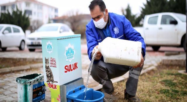 Aksaray Belediyesi, Sokak Hayvanları İçin Doğaya Yem Bıraktı