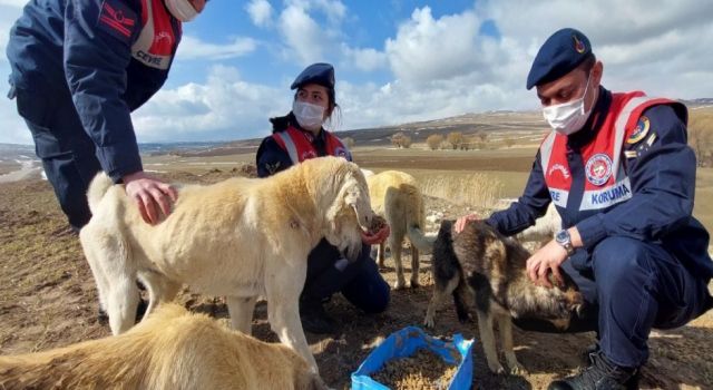 Jandarma Sahipsiz Köpek Ve Yaban Hayvanları İçin Doğaya Yem Bıraktı