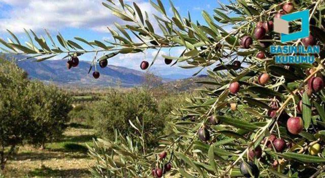 Antakya’da İcradan Satılık Zeytinlik