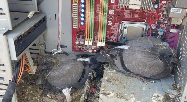 Evin Balkonunda Unutulan Bilgisayar Kasası Güvercinlere Yuva Oldu