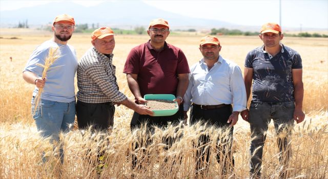 ‘Halis’ Buğday Hasat Edildi