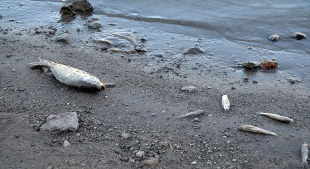 Helvadere’deki Ölü Balıklar Yetkilileri Harekete Geçirdi