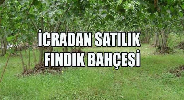 İcradan Satılık Fındık Bahçesi