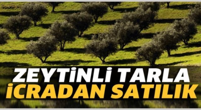 İcradan Satılık Zeytinlik