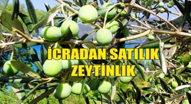 İcradan Satılık Zeytinlik