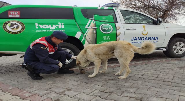 Jandarma Ekipleri Her Daim Yanlarında