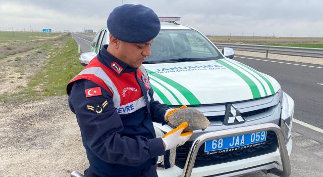 Jandarma Yolda Bulduğu Kaplumbağaya Sahip Çıktı