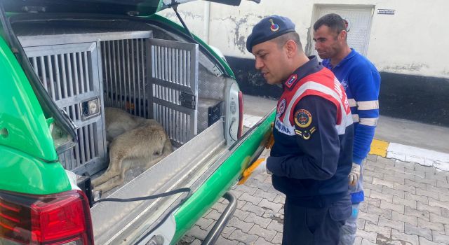 Jandarmadan Yaralı Hayvanlara Şefkat Eli