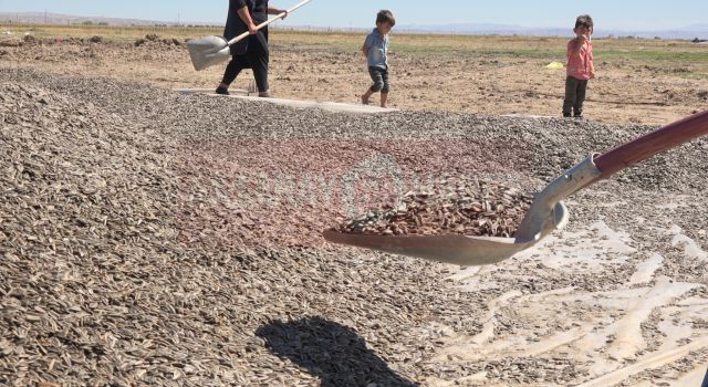 “Çekirdek Üreticisi Tatmin Edilmiyor”