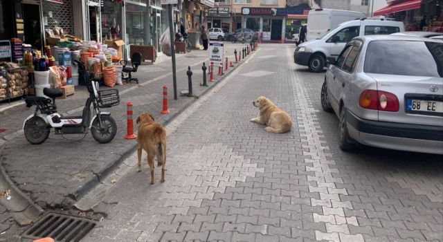 Başıboş Köpekler İçin Düğmeye Basıldı