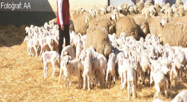 Tarımsal Üretimde Maliyet Artışı Yüzde 60,77’ye Ulaştı