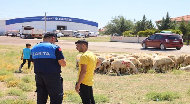 Belirlenen Alanlar Dışında Kurban Satışına İzin Yok