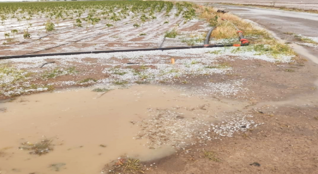 Yağışlar Çiftçiler İçin Afete Dönüşüyor