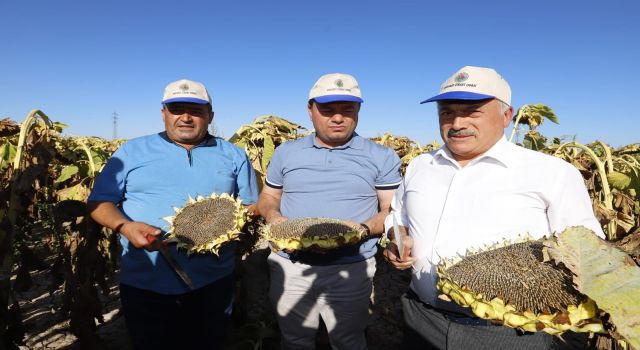 Ayçiçeği Hasadı Sürüyor