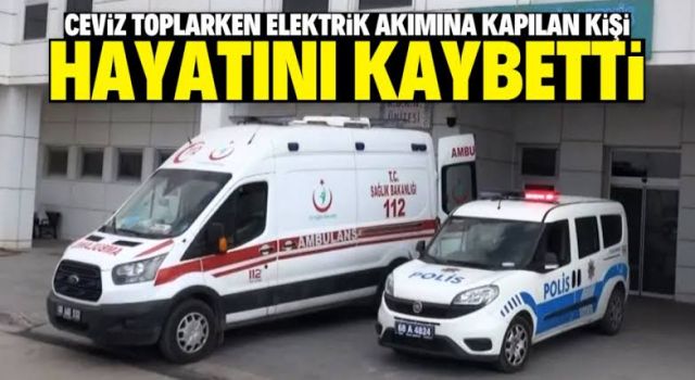 Ceviz toplarken elektrik akımına kapılan kişi öldü