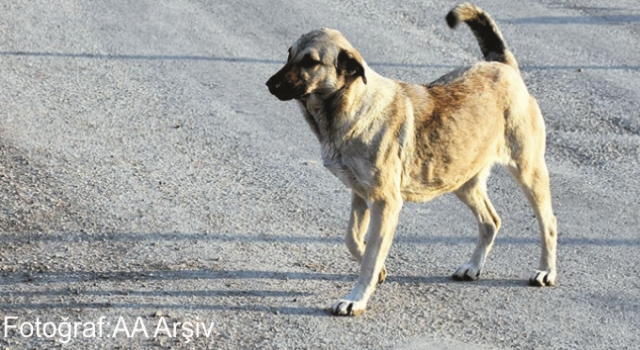 Topladıkları Köpekleri Merkeze Atıp Kaçıyorlar