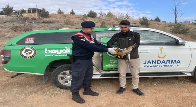 Yaralı Şahin Jandarma Ekiplerince Kurtarıldı