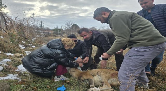 Bahçe Teline Takılan Anadolu Yaban Koyunu Kurtarıldı