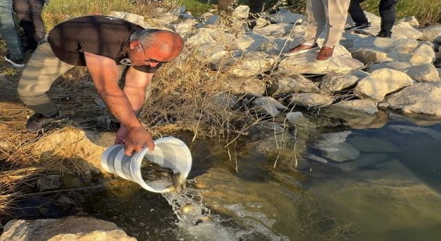 Baraj ve Göletlere 500 Bin Balık Bırakıldı