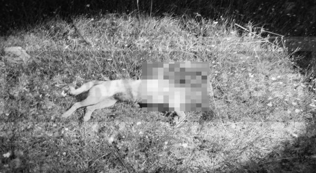 Çoban Köpeğini Canice Katletti