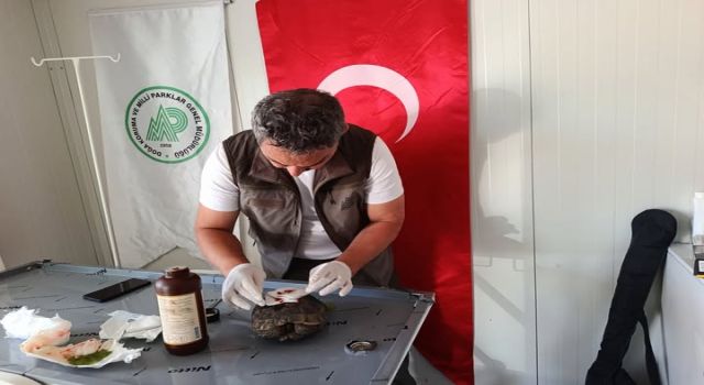 Yaralı Bulunan Kaplumbağa Koruma Altına Alındı
