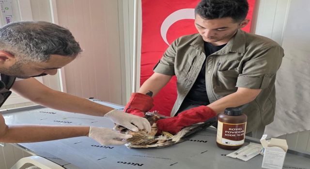 Yaralı Kızıl Şahin Tedavisinin Ardından Doğaya Kanat Çırptı