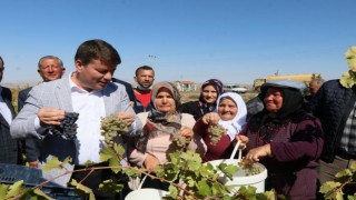 Festivalle Bozulan Bağlardaki Üzümler Pekmeze Dönüştü