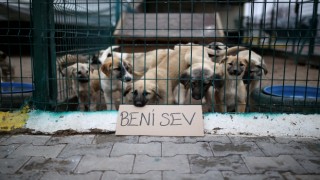 Aksaray Belediyesi Hayvan Barınağından Sosyal Mesaj