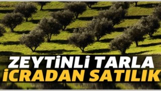 İzmir Dikili'de 28.000 M² Zeytin Ekili Tarla İcradan Satılıktır