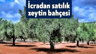 İznik Çakırca'da İcradan Satılık 4.861 m² Zeytin Bahçesi (Çoklu Satış)