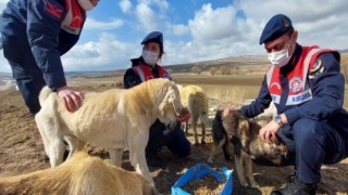 Jandarma Sahipsiz Köpek Ve Yaban Hayvanları İçin Doğaya Yem Bıraktı