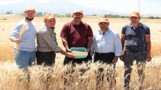 ‘Halis’ Buğday Hasat Edildi