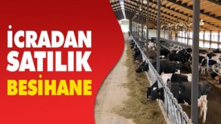 Söke’de İcradan Satılık Besihane