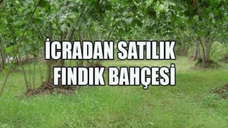 İcradan Satılık Fındık Bahçesi