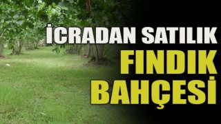 İcradan Satılık Fındık Bahçesi