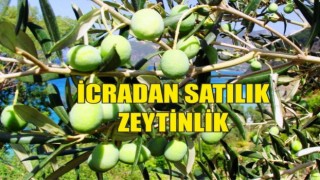 İcradan Satılık Zeytinlik