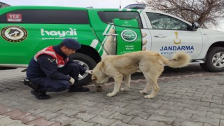 Jandarma Ekipleri Her Daim Yanlarında