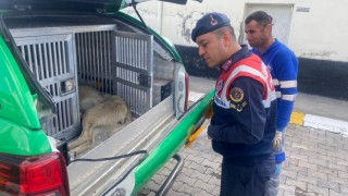 Jandarmadan Yaralı Hayvanlara Şefkat Eli