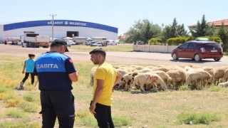 Belirlenen Alanlar Dışında Kurban Satışına İzin Yok