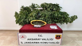 Jandarma Kenevir Sezonunu Açtı