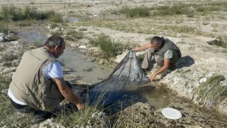 Nesli Tehlike Altındaki Balık Türü, Tuz Gölü Havzasında Sulak Alanda Görüldü