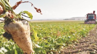 Çiftçi Pancar Fiyatından da Umudu Kesti