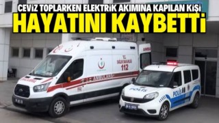 Ceviz toplarken elektrik akımına kapılan kişi öldü