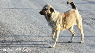 Topladıkları Köpekleri Merkeze Atıp Kaçıyorlar