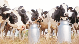 TÜİK “Süt Üretimi Azalıyor”