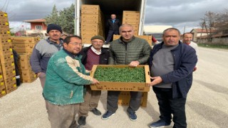 Ziraat Odası 150 Bin Fide Teslim Etti