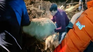 Çöken Ağılda 12 Hayvan Telef Oldu