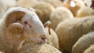 Kurban Bağışına İlgi Artıyor