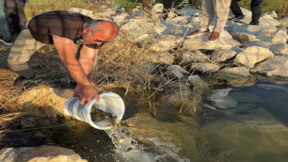 Baraj ve Göletlere 500 Bin Balık Bırakıldı